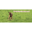 wolfsblut-tierfutter.ch